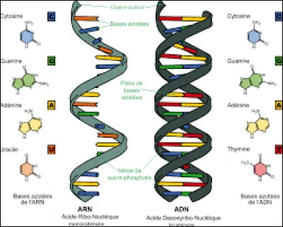 À quoi sert l'ARN ?