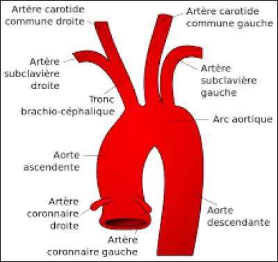 Quelle est la différence entre une veine et une artère ?