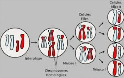 Comment s'appelle le mécanisme de reproduction des chromosomes sexuels ?
