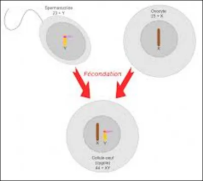Comment s'appelle la cellule formée lors de la fécondation de deux gamètes ?