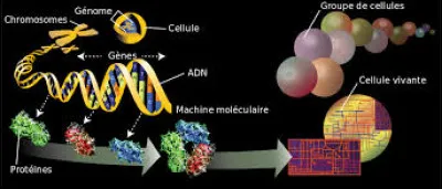 Qu'est-ce que le génome ?