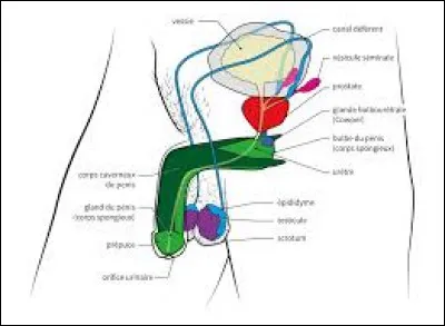 Quel est le rôle des tubes séminifères ?