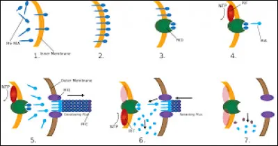Une mutation somatique...