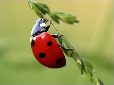 Pourquoi la coccinelle est-elle appelée "bête à bon Dieu" ?