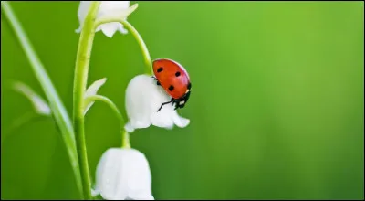 Environ quelle taille une coccinelle mesure-t-elle ?