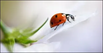 Quelle est son espérance de vie ?