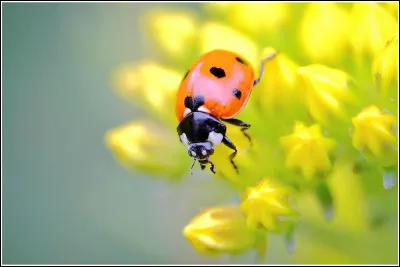 Combien existe-t-il d'espèces de coccinelles dans le monde ?