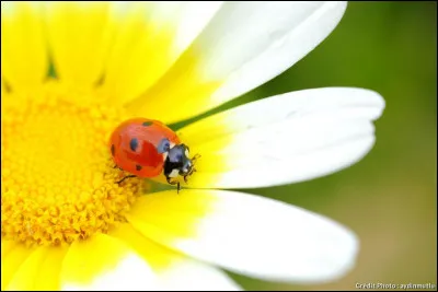 Combien ont-elles de pattes ?