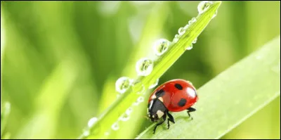 Peuvent-elles voler ?