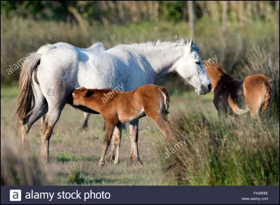 Durant la première semaine de sa vie, combien de fois par heure le poulain tète-t-il sa mère ?