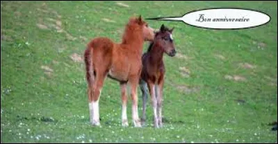 Quand fête-t-on l'anniversaire d'un poulain ?