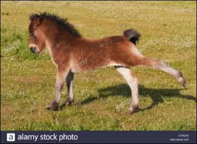 Quand un poulain naît, laquelle des parties de son corps sort en premier ?