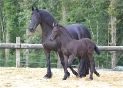 Comment appelle-t-on la mise bas d'un poulain par une jument ?