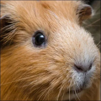 Le cochon d'Inde s'appelle ainsi car l'on croyait qu'il provenait d'Inde. Lequel de ces animaux est originaire d'Inde ?