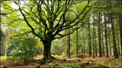 Où se trouve la forêt de Brocéliande ?
