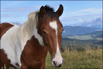 Chevaux - Quelle est la race de chevaux la plus chère du monde ?