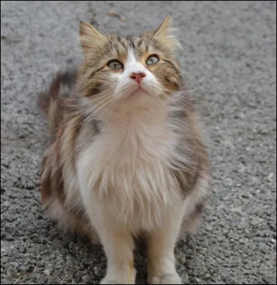 Chats - Comment s'appelle le chat le plus poilu du monde ?