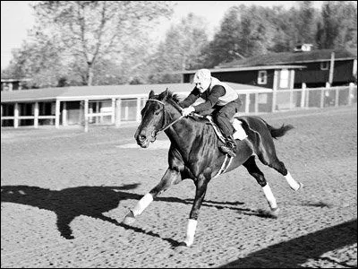 Équitation - War Admiral était un cheval de course. C'était un :
