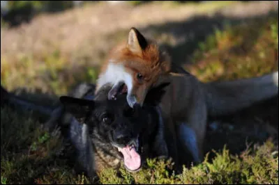 Reconnaissez-vous celui-ci ?