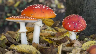 De quel Disney s'agit-il ?