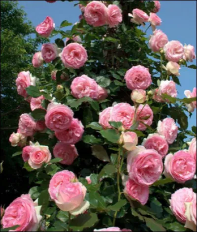 Ce magnifique rosier porte le nom d'un célèbre écrivain tourangeau en référence à 1 de ses poèmes : "Mignonne, allons voir si la rose..."