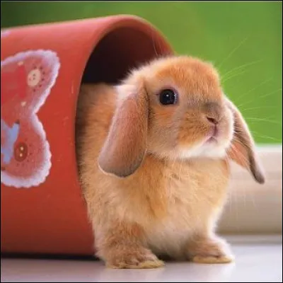 34ème long métrage d'animation des studios Disney : Qui veut la peau de ...