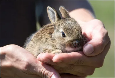 Quel est le nom ce ce lapin-vampire, de Warner Bros, qui aspire le jus des carottes !