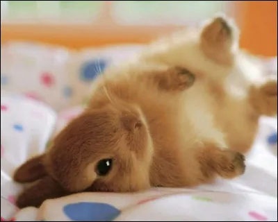 En quoi consiste "le coup du lapin" ?