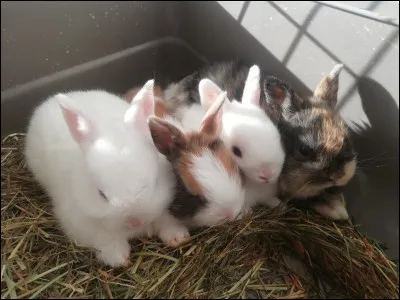 Comment s'appelle "Le lapin chanceux", créé par Ub Iwerks et Walt Disney en 1927 ?