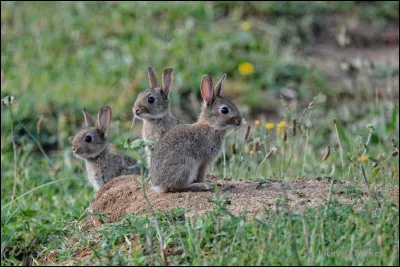 De quelle couleur est le lapin des célèbres piles Duracell ?