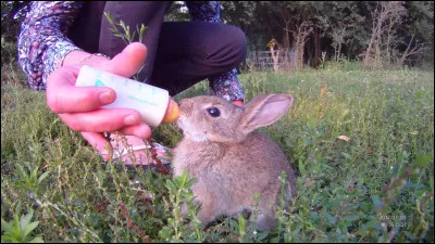 Comment s'appelle "le lapin garde du corps", dans la série de comics créée par Stan Sakai ?