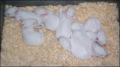 Ce magazine, créé en 1953, a un lapin comme logo !