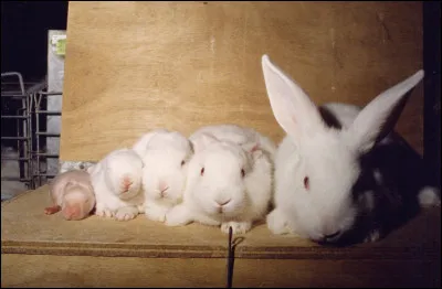 Qui a dit : Trèfle de plaisanterie, comme dirait un lapin dans un carré de luzerne ?