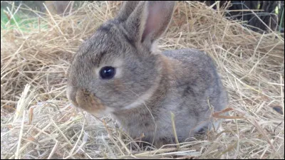Complétez les paroles suivantes : Ce matin, un lapin ...