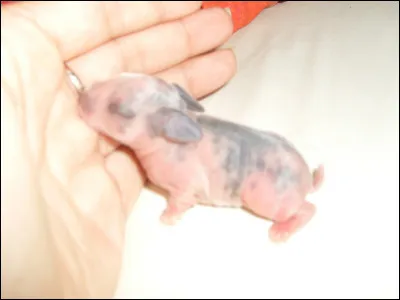 Dans le film Bambi, comment s'appelle le petit lapin ?