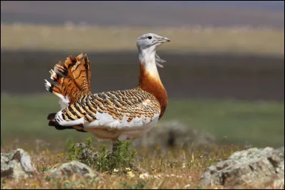 En régression en Europe depuis plusieurs siècles, cet oiseau possède en Espagne sa population la plus importante d'Europe de l'Ouest. De quoi s'agit-il ?