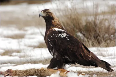 Parfois encore considéré comme une sous-espèce d'un autre rapace européen, cet oiseau est lui aussi endémique de la péninsule ibérique. Vous avez reconnu...