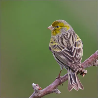 Cet oiseau est à l'origine des canaris de cage. Connaissez-vous le nom de cette espèce sauvage ?