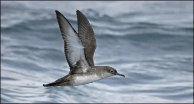 Endémique des Baléares, cet oiseau marin est de plus en plus courant sur les côtes de la Manche en migration post-nuptiale. De quelle espèce s'agit-il ?