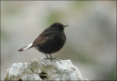 Autrefois nicheur sur la côte méditerranéenne française, cet oiseau victime de l'urbanisation et du tourisme ne subsiste plus que dans la péninsule ibérique sur le continent européen. C'est...