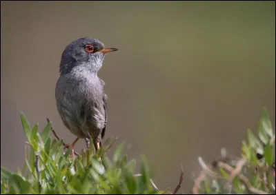 Endémique des Baléares, cet oiseau est parfois encore considéré comme une sous-espèce de son homologue sarde. Il s'agit de...