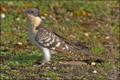 Cet oiseau est l'un des premiers migrateurs trans-sahariens à revenir sur ses sites de nidification du sud de l'Europe. Quelle espèce est-ce ?