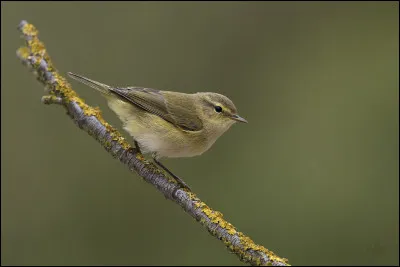 Récemment élevé au rang d'espèce, cet oiseau niche principalement en Espagne, ainsi que, dans une moindre mesure, dans les pays frontaliers. C'est...
