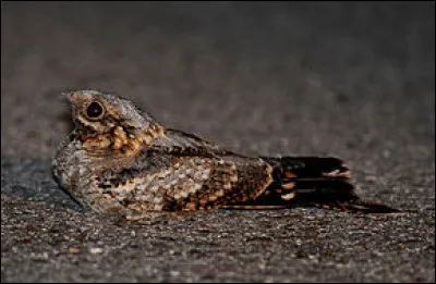 En Europe, cet oiseau insectivore nocturne ne niche que dans la péninsule ibérique. Quel est son nom ?