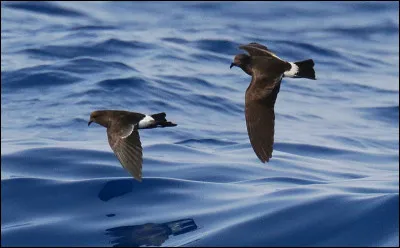 Rare sur les côtes européennes, cet oiseau marin niche sur des îles rocheuses au large du Portugal ainsi qu'à Madère et aux Açores. Vous avez reconnu...