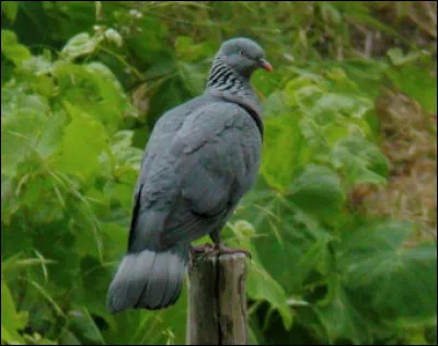 Endémique de Madère, cet oiseau est inféodé aux forêts naturelles de montagne. Il s'agit...