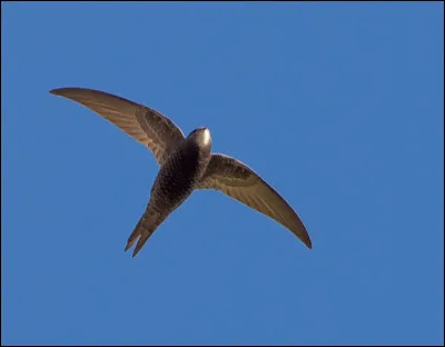 Proche de son homologue dit "noir", cet oiseau nicheur sur le pourtour méditerranéen s'en distingue par : une gorge claire, un plumage écailleux, ainsi qu'un contraste fort entre rémiges primaires externes et internes. De quelle espèce s'agit-il ?