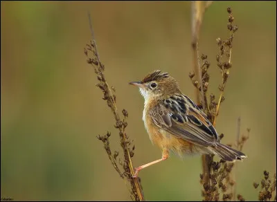 Affectionnant les végétations herbacées hautes des zones sèches, cet oiseau est réparti principalement dans les pays du pourtour méditerranéen. Vous avez reconnu...