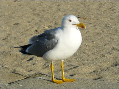 Cette espèce, très proche du goéland argenté, s'en distingue notamment par des pattes jaunes, un manteau plus sombre, et une répartition plus méridionale, les deux critères morphologiques étant valables uniquement chez des oiseaux en plumage adulte. C'est...