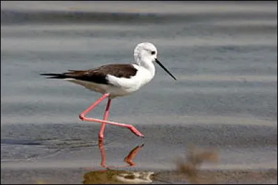 Les grandes pattes de ce limicole en font assurément un drôle d'oiseau, et lui valent également son nom. Mais quel est-il ?
